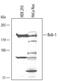 BUB1 Mitotic Checkpoint Serine/Threonine Kinase antibody, AF3785, R&D Systems, Western Blot image 