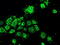mtHSP70 antibody, LS-C784340, Lifespan Biosciences, Immunofluorescence image 
