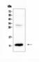 C-C Motif Chemokine Ligand 2 antibody, A00056-4, Boster Biological Technology, Western Blot image 