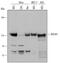 Zinc Finger Protein 281 antibody, AF6350, R&D Systems, Western Blot image 