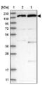 RNA Polymerase II Subunit B antibody, NBP1-87786, Novus Biologicals, Western Blot image 