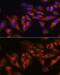 Ataxin 10 antibody, GTX64818, GeneTex, Immunofluorescence image 