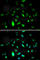Cyclin B1 antibody, A2056, ABclonal Technology, Immunofluorescence image 