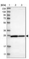 Cytochrome B5 Domain Containing 1 antibody, NBP1-83529, Novus Biologicals, Western Blot image 