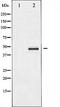 Aurora Kinase A antibody, orb99318, Biorbyt, Western Blot image 
