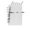 Calpain 5 antibody, VPA00746, Bio-Rad (formerly AbD Serotec) , Western Blot image 