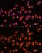 G protein subunit beta-2 antibody, GTX66519, GeneTex, Immunofluorescence image 