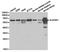 Delta-1-pyrroline-5-carboxylate dehydrogenase, mitochondrial antibody, TA327388, Origene, Western Blot image 