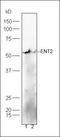 Cadherin 1 antibody, orb156677, Biorbyt, Western Blot image 