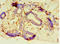 Protocadherin Alpha 6 antibody, LS-C380182, Lifespan Biosciences, Immunohistochemistry paraffin image 