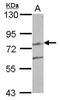 Leucine Carboxyl Methyltransferase 2 antibody, PA5-32055, Invitrogen Antibodies, Western Blot image 