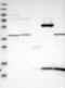 VPS9 Domain Containing 1 antibody, NBP1-88898, Novus Biologicals, Western Blot image 