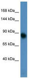 Metabotropic glutamate receptor 3 antibody, TA342668, Origene, Western Blot image 