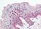 FBXL10 antibody, orb20023, Biorbyt, Immunohistochemistry paraffin image 
