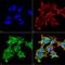 alpha A Crystallin antibody, MA5-27582, Invitrogen Antibodies, Immunofluorescence image 