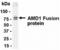 Adenosylmethionine Decarboxylase 1 antibody, XW-7873, ProSci, Enzyme Linked Immunosorbent Assay image 