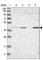 Acyl-CoA Dehydrogenase Medium Chain antibody, HPA026542, Atlas Antibodies, Western Blot image 