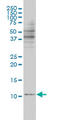 Barrier-to-autointegration factor antibody, LS-B4474, Lifespan Biosciences, Western Blot image 