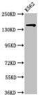 SIN3 Transcription Regulator Family Member A antibody, CSB-PA836303LA01HU, Cusabio, Western Blot image 