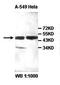 Adenosylhomocysteinase antibody, orb77833, Biorbyt, Western Blot image 