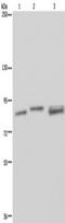 Nuclear Receptor Subfamily 3 Group C Member 1 antibody, TA350022, Origene, Western Blot image 