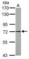 DEAD-Box Helicase 43 antibody, NBP2-16136, Novus Biologicals, Western Blot image 