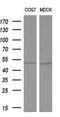 ALG2 Alpha-1,3/1,6-Mannosyltransferase antibody, M06556-1, Boster Biological Technology, Western Blot image 