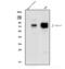 Growth Factor Receptor Bound Protein 10 antibody, A01663-3, Boster Biological Technology, Western Blot image 