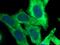 Ribosomal Protein S3A antibody, 14123-1-AP, Proteintech Group, Immunofluorescence image 
