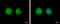 STE20 Related Adaptor Alpha antibody, GTX107557, GeneTex, Immunocytochemistry image 
