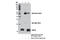 TYRO Protein Tyrosine Kinase Binding Protein antibody, 12492S, Cell Signaling Technology, Immunoprecipitation image 