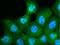 Calmodulin Like 5 antibody, GTX03679, GeneTex, Immunofluorescence image 