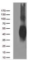 B7 antibody, TA812243, Origene, Western Blot image 