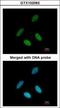 Nuclear RNA Export Factor 1 antibody, GTX102063, GeneTex, Immunocytochemistry image 