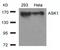 Mitogen-Activated Protein Kinase Kinase Kinase 5 antibody, GTX50478, GeneTex, Western Blot image 