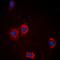 Akt antibody, orb235003, Biorbyt, Immunofluorescence image 