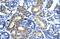Homeobox protein SIX6 antibody, PA5-40534, Invitrogen Antibodies, Immunohistochemistry frozen image 
