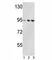 Valosin Containing Protein antibody, F49962-0.4ML, NSJ Bioreagents, Western Blot image 