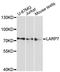 La Ribonucleoprotein Domain Family Member 7 antibody, A13095, ABclonal Technology, Western Blot image 