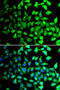COP9 Signalosome Subunit 6 antibody, STJ29152, St John