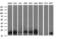 BH3 Interacting Domain Death Agonist antibody, LS-C797742, Lifespan Biosciences, Western Blot image 