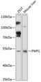 PWP1 Homolog, Endonuclein antibody, 15-460, ProSci, Western Blot image 