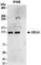 Ubiquitination Factor E4A antibody, NBP2-32199, Novus Biologicals, Immunoprecipitation image 