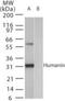 Humanin antibody, NB100-56876, Novus Biologicals, Western Blot image 