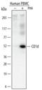 CD1d Molecule antibody, MAB6979, R&D Systems, Western Blot image 