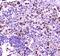 NPC Intracellular Cholesterol Transporter 2 antibody, A01582-2, Boster Biological Technology, Immunohistochemistry frozen image 