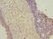 Protein Wnt-7b antibody, orb40793, Biorbyt, Immunohistochemistry paraffin image 