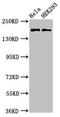 Kinase D-interacting substrate of 220 kDa antibody, CSB-PA012306LA01HU, Cusabio, Western Blot image 