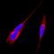 Syntaxin 5 antibody, AF5687, R&D Systems, Immunofluorescence image 