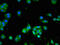 Solute Carrier Family 13 Member 5 antibody, CSB-PA768239LA01HU, Cusabio, Immunofluorescence image 